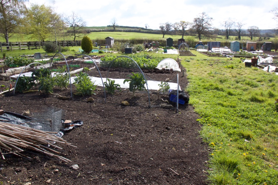 My no dig allotment - Stephanie Hafferty