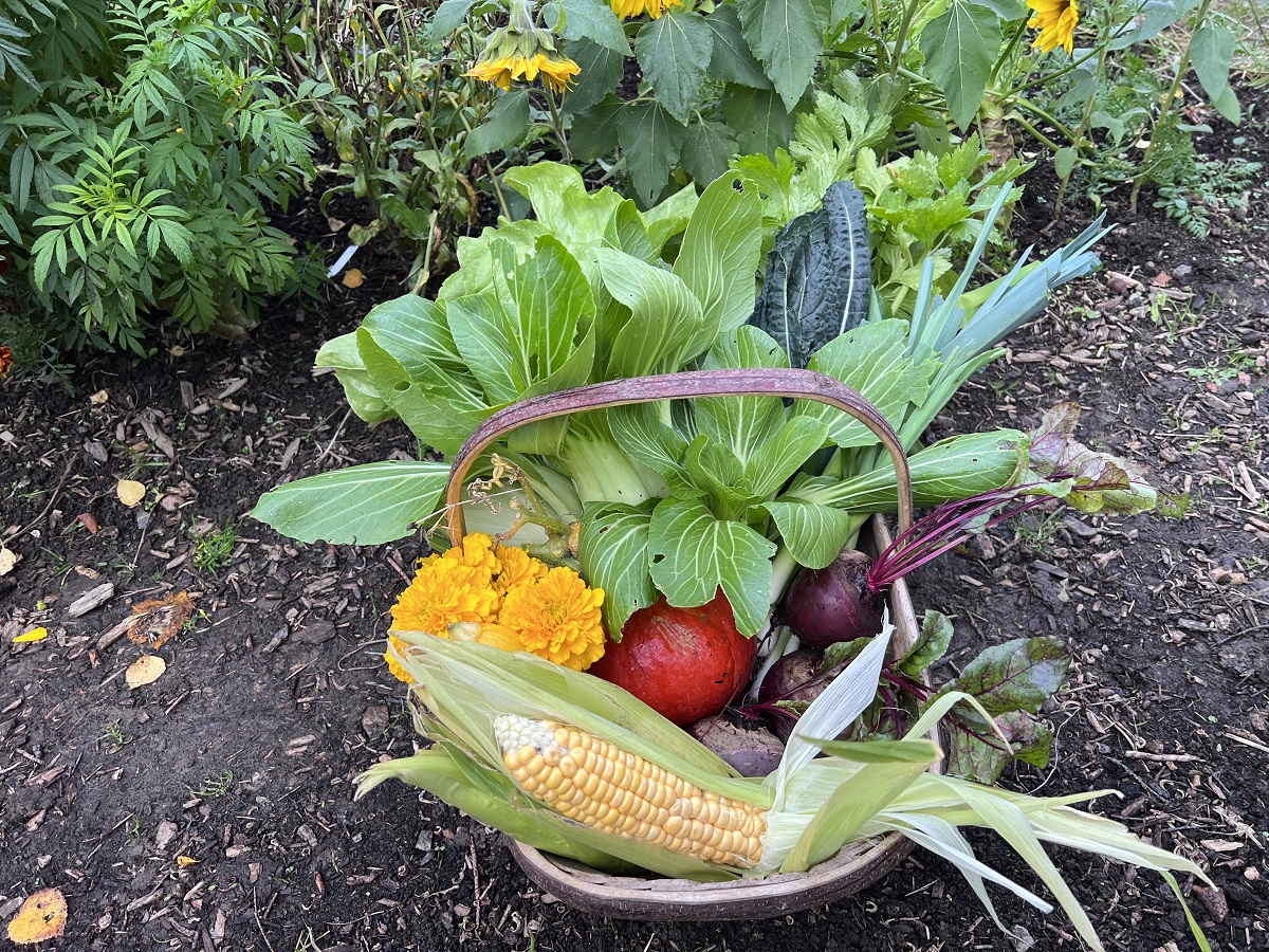 Grow Year Round No Dig Gardening Course - March 25th 2023 - Stephanie ...